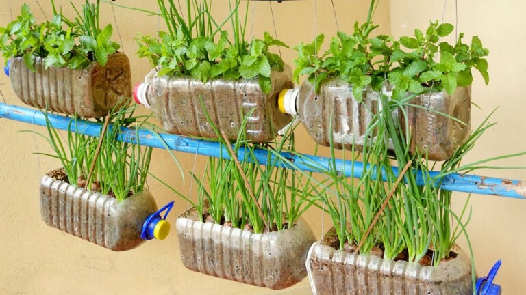Amazing Idea | Growing Onions and Mint in Plastic Bottles at Home, Hanging Garden