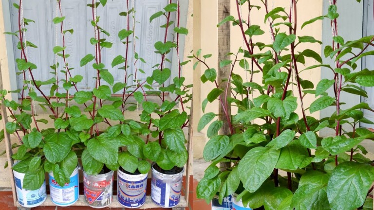 Brilliant idea | Another Way to Grow Malabar Spinach at Home for Beginners