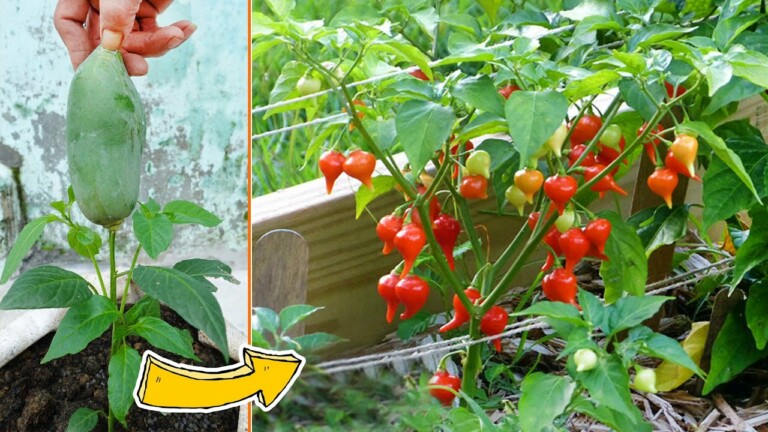 Amazing Idea | The way I have used to make chili peppers produce many fruits