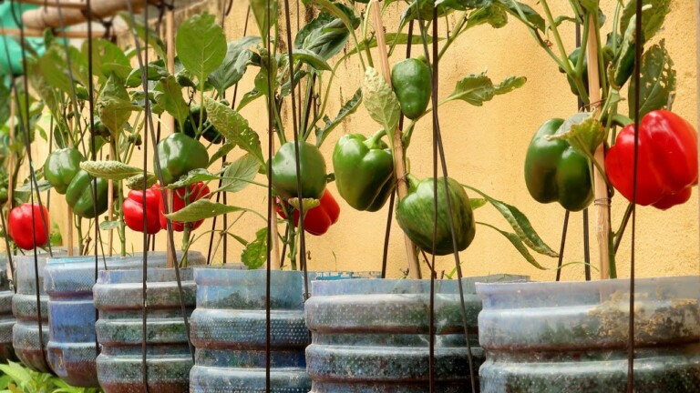 Amazing Ideas | Growing Sweet Peppers at Home Fruitful, Easy for Beginners