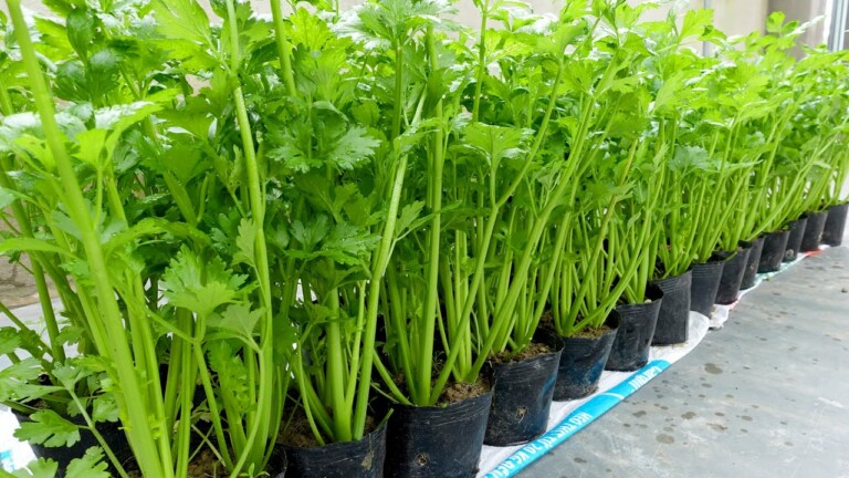 No need for a garden, Growing Celery at home was surprisingly easy