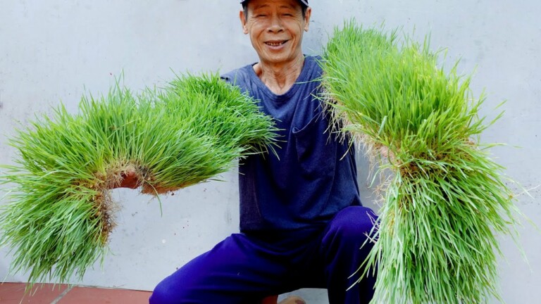 Brilliant Idea | How to grow Wheatgrass without soil at Home | Easy for Beginners