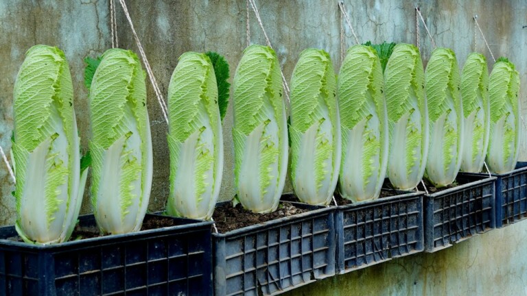 Super delicious Cabbage, easy to grow at home, no need for a garden