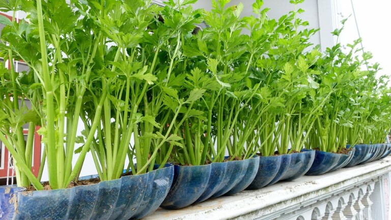 Tips for growing Celery easily on the balcony, continuous harvest