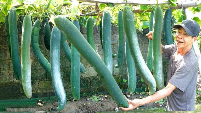 Try growing long squash at home, didn’t expect it to have so many fruits
