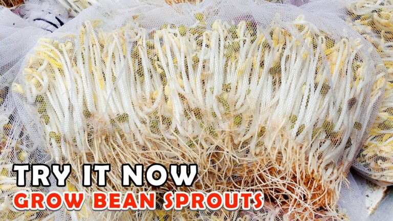 Try it now | How to grow Bean Sprouts in the fastest and easiest