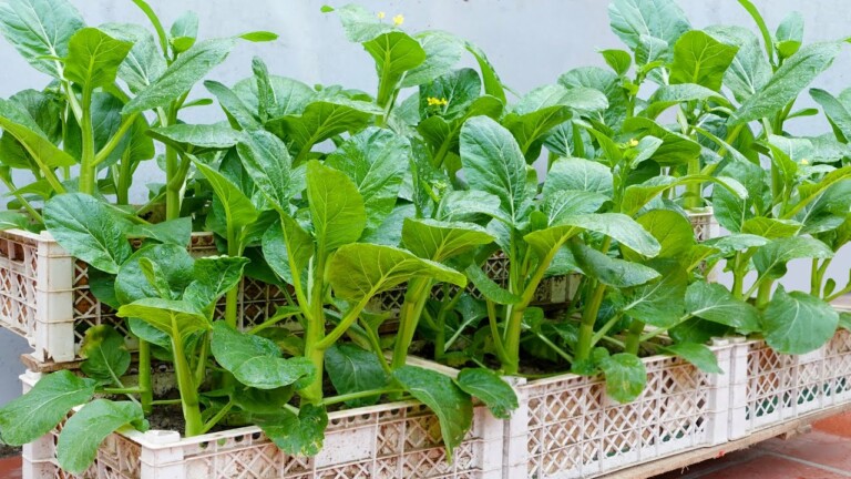 Growing vegetables to provide for the family is easy, no need for a garden