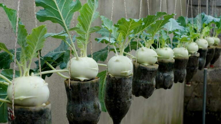 Growing kohlrabi in a tiny plastic pot, it was unbelievable that it still gave such a high yield