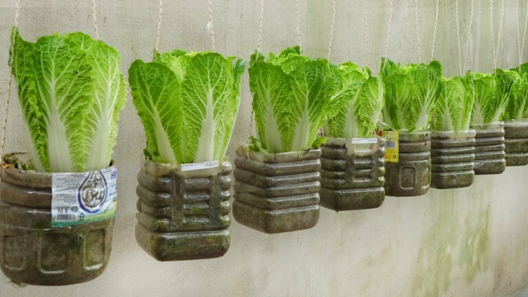 Amazing Ideas | How to grow Napa Cabbage for those who do not have a garden