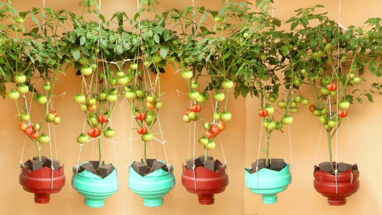 Amazing Hanging Garden, How to grow Tomato at home has a lot of fruit