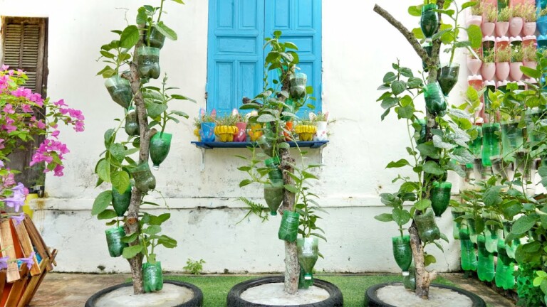 Recycle Plastic Bottles Growing Vegetables on Dry Branches, Smart Gardening Ideas
