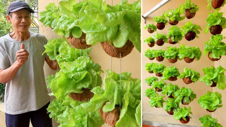 Amazing Hanging Vegetable Garden, Growing Vegetables in Dry Coconut Shell