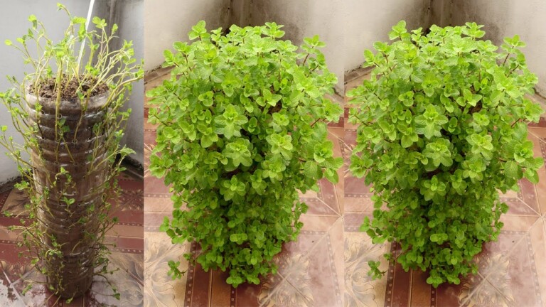 Amazing Ideas | Recycle Plastic Bottles to Grow Mint at Home for Beginners