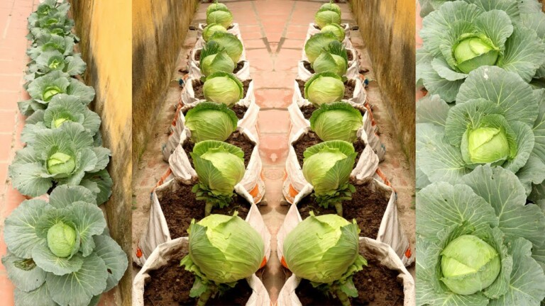 Brilliant Idea | Growing Cabbage at Home, easy for Beginners | TEO Garden