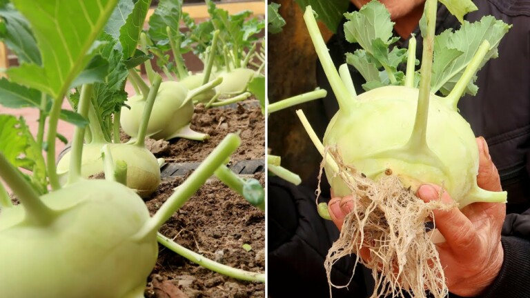 Brilliant Ideas, How to grow Kohlrabi in Tires for beginners