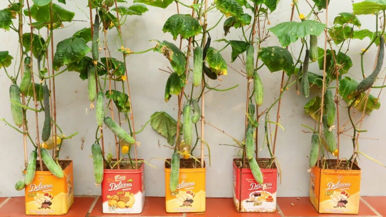 Amazing Idea | How to Grow Cucumbers at Home with Many Fruits, Extremely Easy