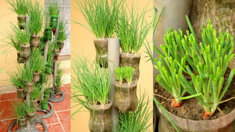Recycling plastic bottles for growing onions and garlic, vertical garden ideas