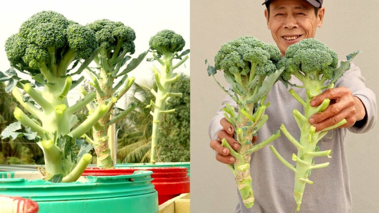 Recycling Plastic Containers to Grow Broccoli at Home for Beginners